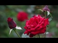 Rose flowers footage non copyright full  1080p ncv.