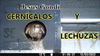 CERNÍCALOS y LECHUZAS