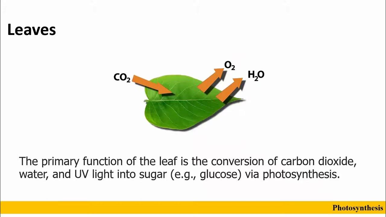 Photosynthesis Why do leaves appear green YouTube