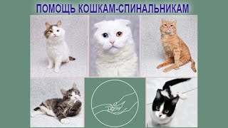 Помощь кошкам-спинальникам