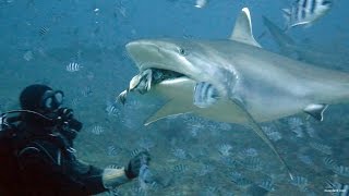 Shark Feeding Dive at Beqa Lagoon, Fiji