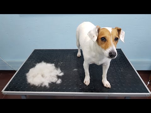 Deshedding A Jack