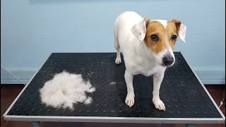 Deshedding A Jack Russel Time Lapse