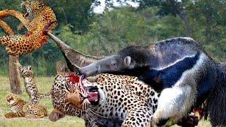 Survival Battle! Useless Jaguar Is Easily Knocked Down By The Giant Anteater&#39;s Long Beak