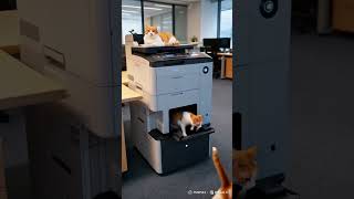 Cat Copy Machine