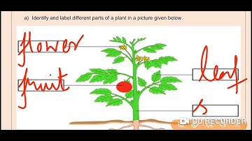 Grade 2 EVS Dated 21 08 2021
