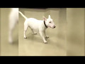 Bull Terrier Excited to See Owner