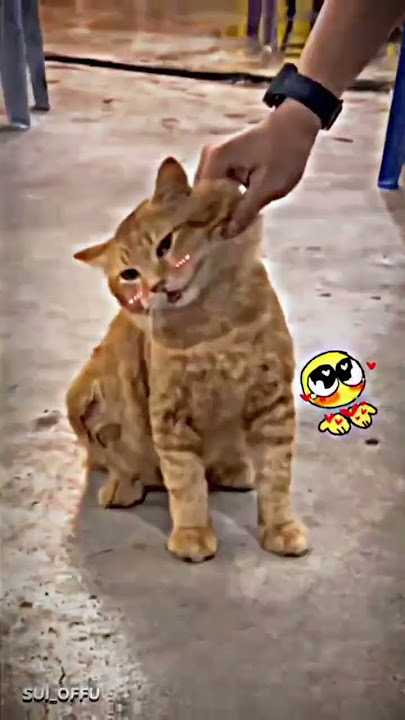 mana yang paling gembil menurut kalian nih? #Notmine!  #fypシ゚viral