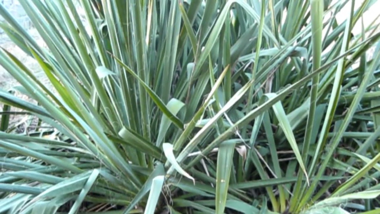 / ИГЛА ВО ВХОДНОЙ ДВЕРИ - СИЛЬНЕЙШИЙ ОБЕРЕГ ОТ ЗЛА !!! /