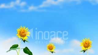 Sunflowers Waving In Wind On Sunny Day