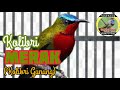 Kolibri Merak & Gunung Gacor 🐦