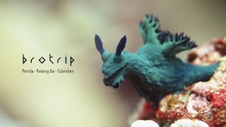 Brotrip | Bali Diving Safari - a Photo Story