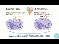 endocytose et exocytose Download Mp4