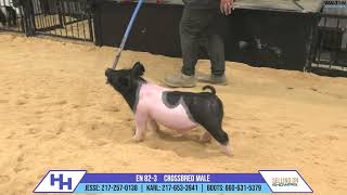 EN 82-3 CROSSBRED MALE - Heimer Hampshires Dec 10, 2024 Online Sale