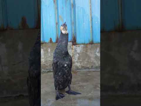 A cormorant swallows
