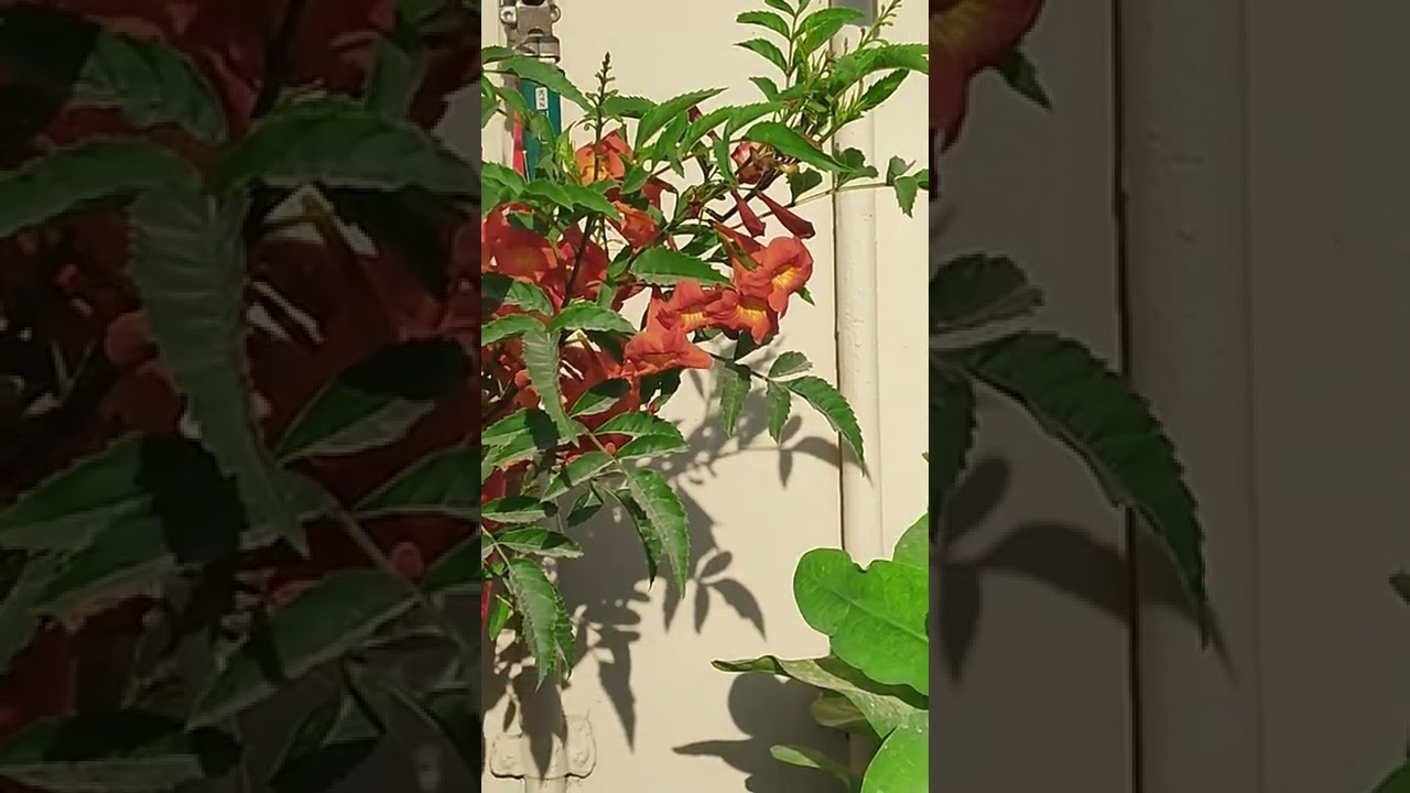 Beautiful Orange Ticoma Flower Plant is Still Blooming in Winter Season, KK Home Gardening, Ticoma