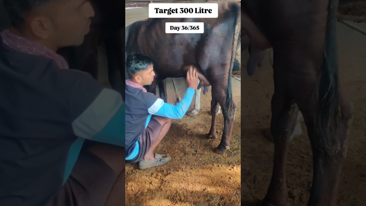 Day 36/365 Target 300 litre corn planting chara 