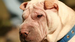 Chinese SharPei Search and Rescue: The Power of a Loyal Breed