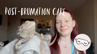 PostBrumation: What to do for your Bearded Dragon after Brumation!