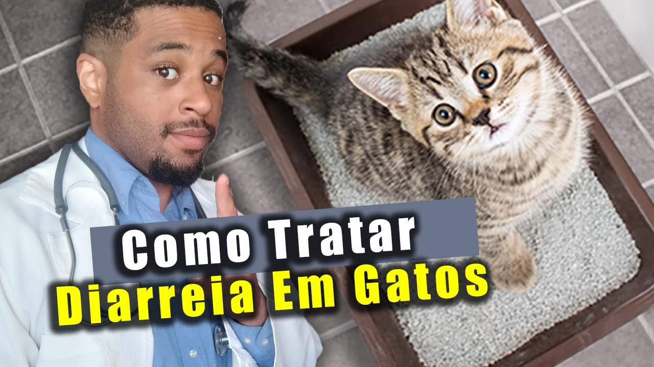 GATO com DIARRÉIA o que fazer? Como tratar? - YouTube