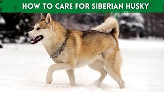 10 Special Tips For Taking Care of a Siberian Husky  Puppy | Dogmal