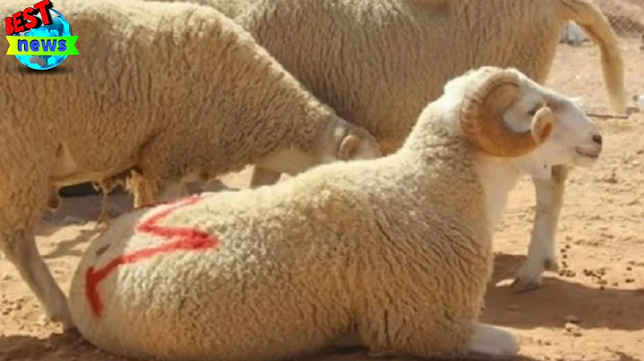 A decrease in the prices of Eid al-Adha sacrifices in Algeria