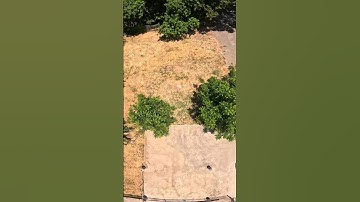 Tree Power Loop / FPV Tricks #fpv