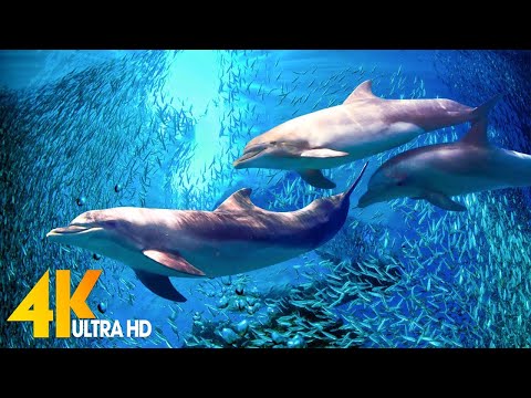 Aquarium 4K  (ULTRA HD) - Beautiful Coral Reef Fish - Sleep Relaxing Meditation 