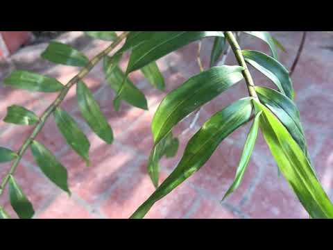 Hoàng thảo hương vani | Foci