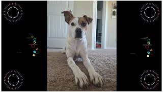 Baby Dogs - Cute and Funny Dog Videos Compilation #3 | Aww Animals