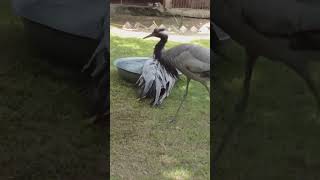 Demoisella Crane Birds Breeder