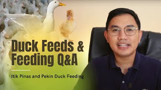 Duck Feeding Q&A | Itik Pinas and Pekin Duck Philippines