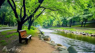 Download Lagu Beautiful Relaxing Music🌿 Stop Overthinking, Stress Relief Music, Sleep Music #2 MP3 Download Lagu Beautiful Relaxing Music🌿 Stop Overthinking, Stress Relief Music, Sleep Music #2 MP3