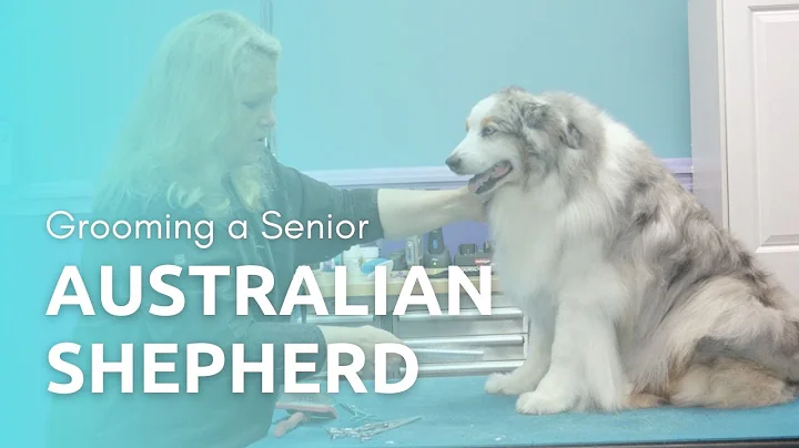 Grooming a Senior Australian Shepherd
