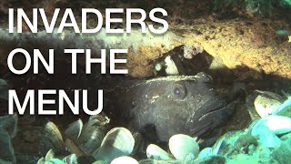 Invaders on the Menu | Great Lakes Now
