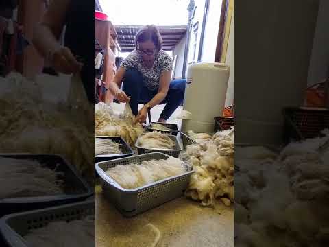 Sorting Blue Faced