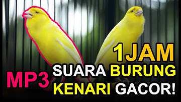 FULL 1JAM! Suara Burung Kenari Gacor MP3 TERBARU 2023 AUTO NYAUT!!