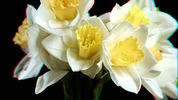 2D to 3D Stereoscopic Conversion Demo / Anaglyph