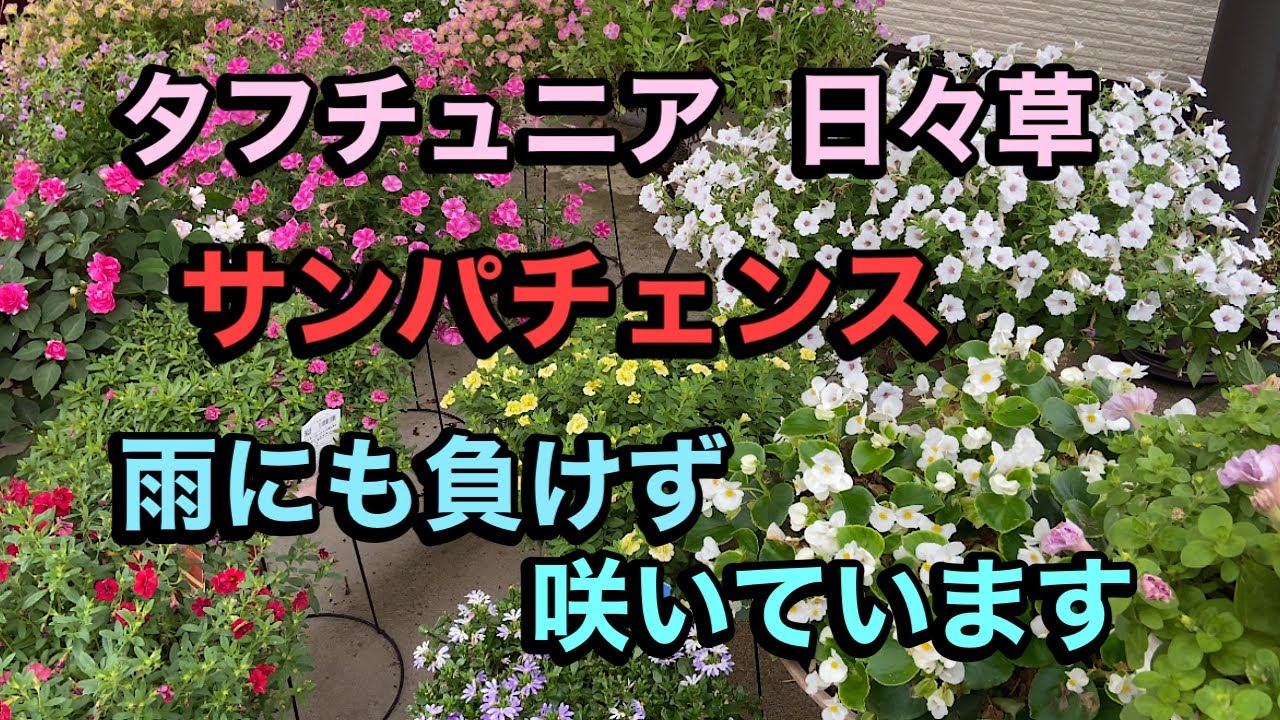 日々草、サンパチェンス】【タフチュニア 】ゲリラ豪雨の後、どうなっ