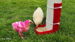 DIY PVC Chicken Feeder | Making Chicken feeder With PVC Pipe and Plastic Bottle by Birdy Official 2,902 views 1 year ago 2 minutes, 25 seconds