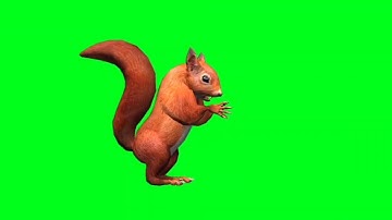 squirrel green screen video (3)