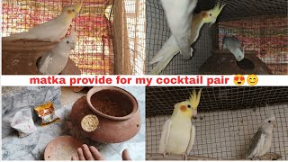 Matka Provide For My Cocktail Bird Pair ❤