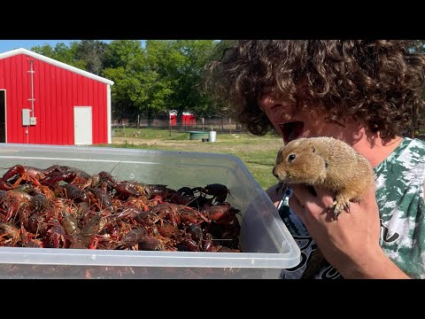 I Fed 400 Crawfish To My Prairie Dog