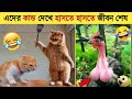          funny animals 2022  animal moments p37