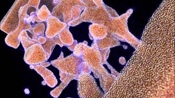 Particle visualization with Transparency and AO - Fast Forward