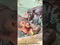 「ハマネギの大口」でスイカを食べる瞬間:動物園職人の“水辺の給餌術”
