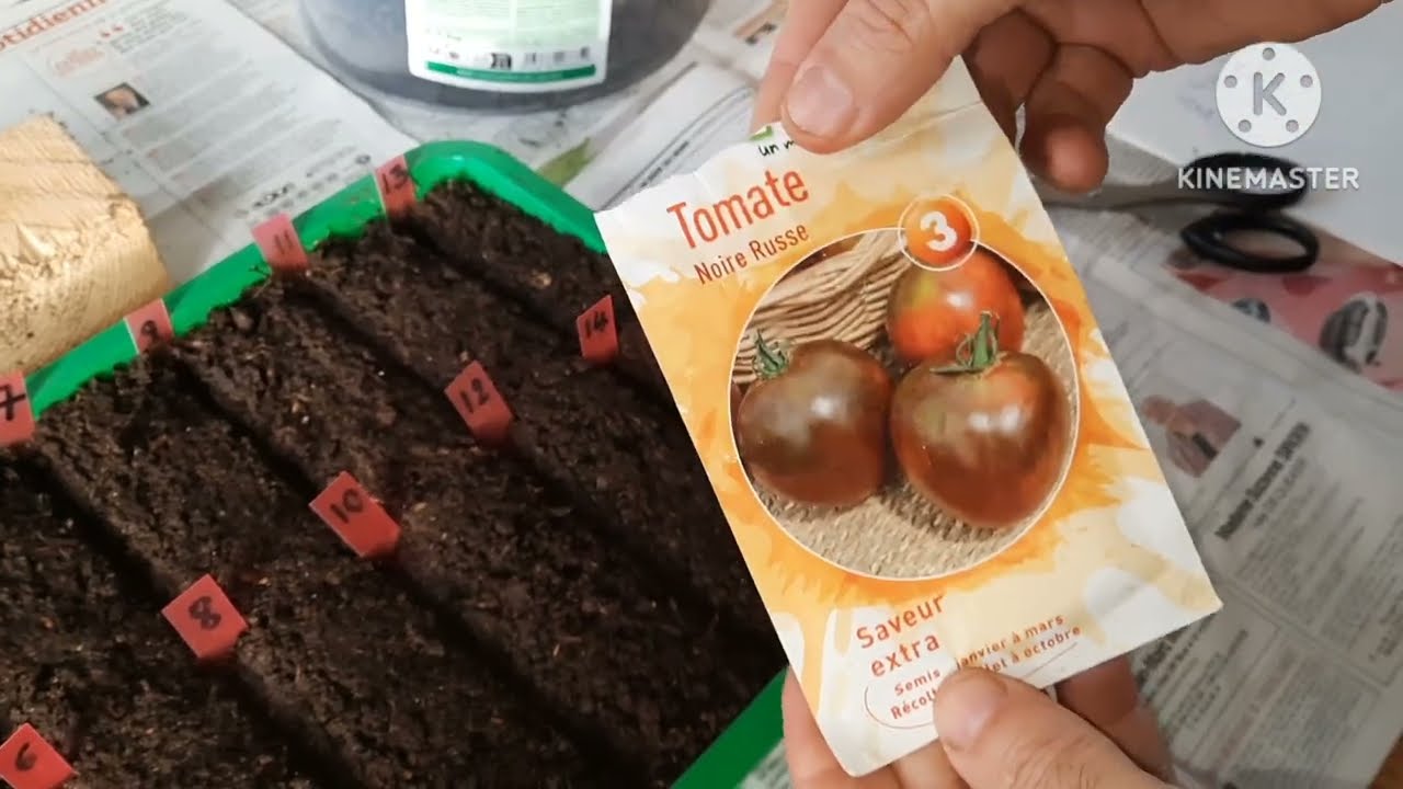 SEMIS DE TOMATES FACILES A FAIRE 🍅👍😊