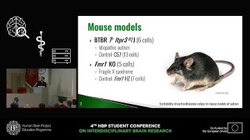Miękus Mikołaj - Characteristics of corticothalamic relays in mouse models of autism