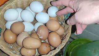 видео: КУРЫ РАДУЮТ🥚🥚🥚.О РАСКЛЁВЕ ЯИЦ🛑ПРИЧИНЫ. картинка: КУРЫ РАДУЮТ🥚🥚🥚.О РАСКЛЁВЕ ЯИЦ🛑ПРИЧИНЫ.