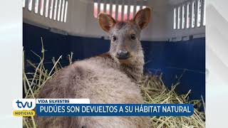 SAG reporta muerte de puma en Biobío y pudúes son liberados
